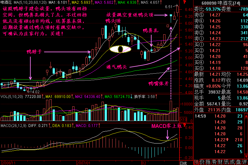 243.老鸭头形态
