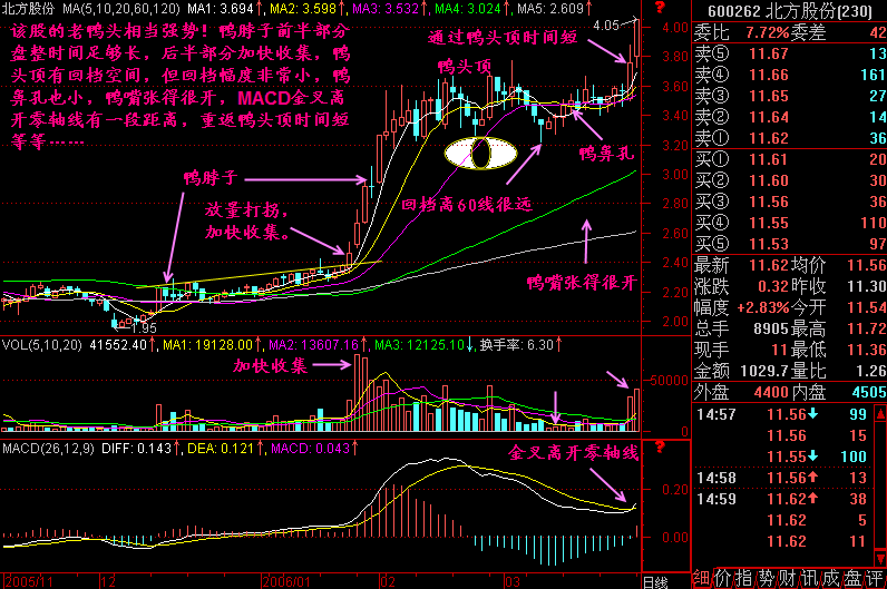 243.老鸭头形态